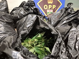 Green plants in black plastic bags, OPP logo in background