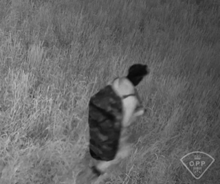 Dog sniffing grass